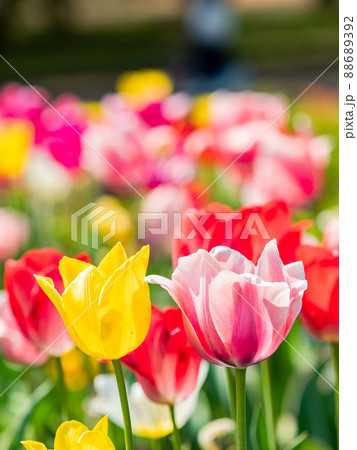 ウキウキする春の景色　満開のカラフルなチューリップ 88689392