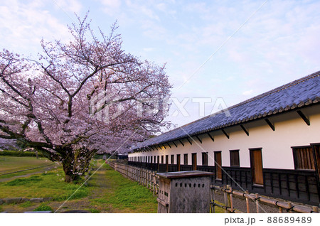 桜満開の福岡城の朝【福岡県】 88689489