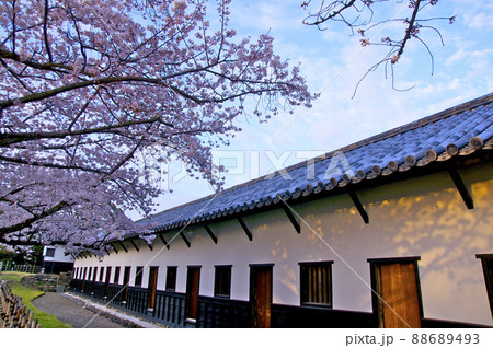 桜満開の福岡城の朝【福岡県】 88689493