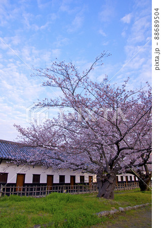 桜満開の福岡城の朝【福岡県】 桜満開の福岡城の朝【福岡県】 88689504