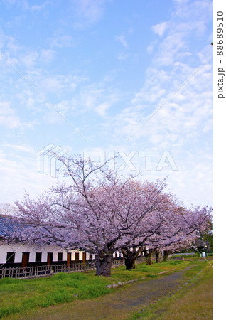 桜満開の福岡城の朝【福岡県】 桜満開の福岡城の朝【福岡県】 88689510