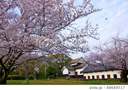 桜満開の福岡城の朝【福岡県】 桜満開の福岡城の朝【福岡県】 88689517