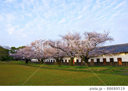 桜満開の福岡城の朝【福岡県】 桜満開の福岡城の朝【福岡県】 88689519