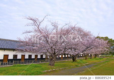 桜満開の福岡城の朝【福岡県】 88689524