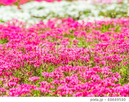 春爛漫　満開の芝桜のカーペット 88689580