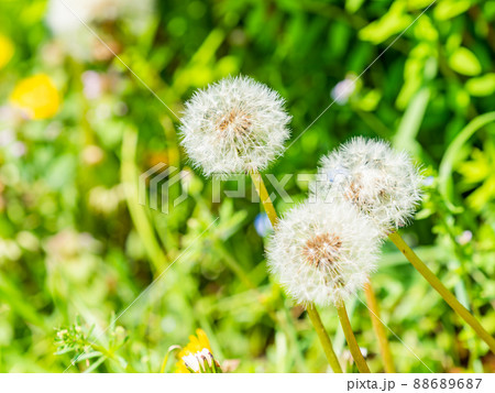 春の景色　かわいいタンポポの綿毛 88689687