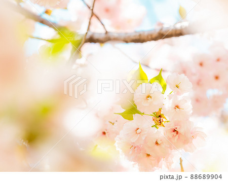 春爛漫　ボリュームあふれる満開の八重桜 88689904