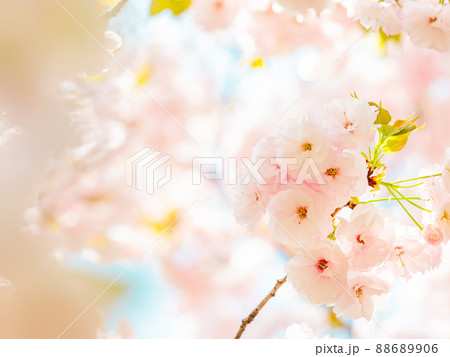 春爛漫　ボリュームあふれる満開の八重桜 88689906