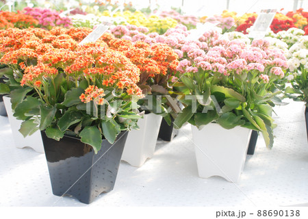 Kalanchoe plant with multicolor flowers, Kalanchoe blossfeldiana Kalanchoe plant with multicolor flowers, Kalanchoe blossfeldiana 88690138