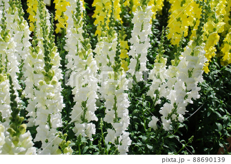 Colorful Snapdragon (Antirrhinum majus) blooming in the garden background with selective focus Colorful Snapdragon (Antirrhinum majus) blooming in the garden background with selective focus 88690139