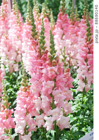 Colorful Snapdragon (Antirrhinum majus) blooming in the garden background with selective focus Colorful Snapdragon (Antirrhinum majus) blooming in the garden background with selective focus 88690140