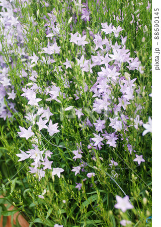 Light Purple Campanula flowers. Campanula Portenschlagiana Light Purple Campanula flowers. Campanula Portenschlagiana 88690145