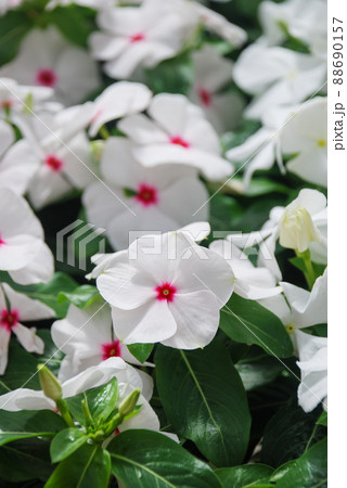 foliage vinca flowers, white polkadot vinca flowers (Madagascar periwinkle) 88690157