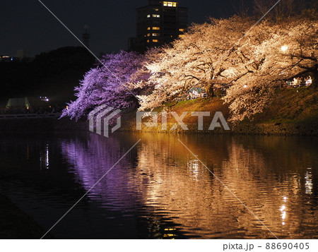福岡城址舞鶴公園の桜祭りでライトアップされた桜の花 福岡城址舞鶴公園の桜祭りでライトアップされた桜の花 88690405