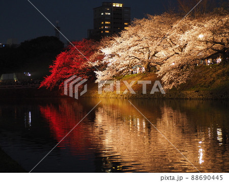 福岡城址舞鶴公園の桜祭りでライトアップされた桜の花 福岡城址舞鶴公園の桜祭りでライトアップされた桜の花 88690445