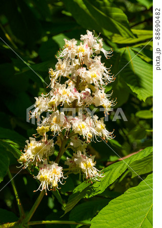 Russia. Kronstadt. June 1, 2021. Lush chestnut flowers on trees in the city park. 88690482
