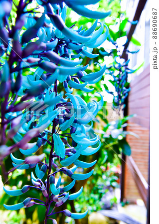 ヒスイカズラの花 ヒスイカズラの花 88690687