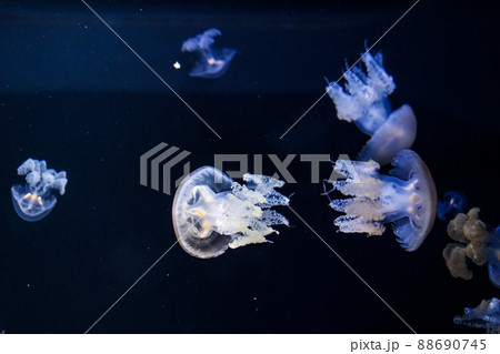 写真、生物、神秘的な海の生命のくらげ、大型クラゲのルサーナジェリー 写真、生物、神秘的な海の生命のくらげ、大型クラゲのルサーナジェリー 88690745