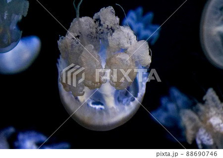 写真､生物、神秘的な海の生命のくらげ、大型クラゲのルサーナジェリー 88690746