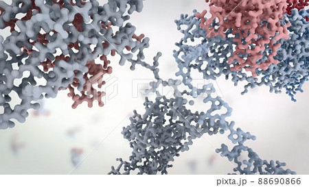 Antibodies are proteins produced by the immune system to fight infections. 88690866
