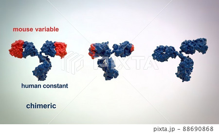 The structure of a typical antibody molecule.Antibodies and amino acids The structure of a typical antibody molecule.Antibodies and amino acids 88690868
