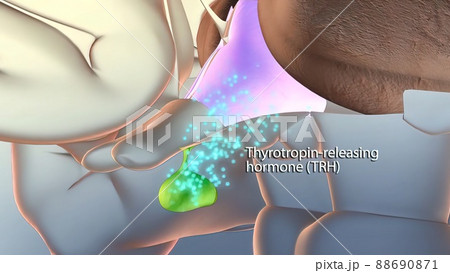 Hormone release in the brain 88690871