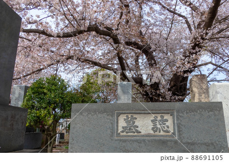 墓地と桜(東京 多磨霊園 2022年3月)grave garden with cherry 墓地と桜(東京 多磨霊園 2022年3月)grave garden with cherry 88691105