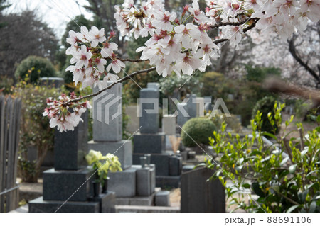 墓地と桜(東京 多磨霊園 2022年3月)grave garden with cherry 墓地と桜(東京 多磨霊園 2022年3月)grave garden with cherry 88691106