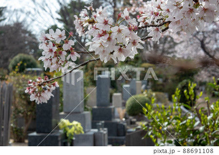 墓地と桜(東京 多磨霊園 2022年3月)grave garden with cherry 墓地と桜(東京 多磨霊園 2022年3月)grave garden with cherry 88691108