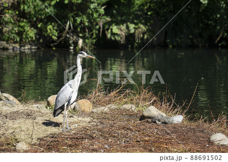 川 河 波 88691502