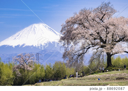 わに塚の桜と富士山 88692087