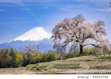 わに塚の桜と富士山 88692088