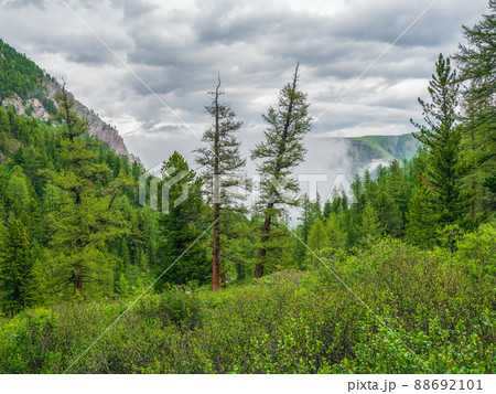 Foggy atmospheric green forest landscape with firs in mountains. Minimalist scenery with edge coniferous forest in light mist. Alpine tranquil landscape at early morning. 88692101