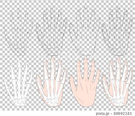 Anatomical illustration set of back of hand and bone 88692183