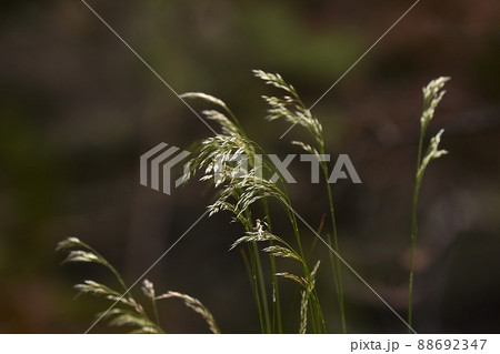 Grass plant closeup in summer Grass plant closeup in summer 88692347