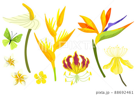 Tropical flowers collection, hand drawn vector art 88692461