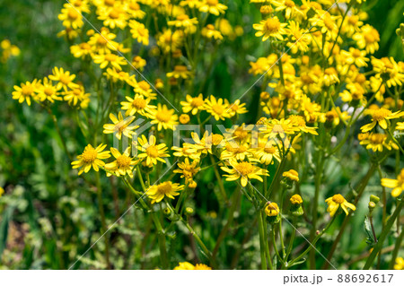 Yellow blooming Jacobaea vulgaris wild flowers. 88692617