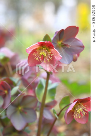 可憐なクリスマスローズの花　 88692959