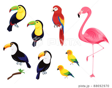 トロピカルな鳥のイラスト素材セット 88692970