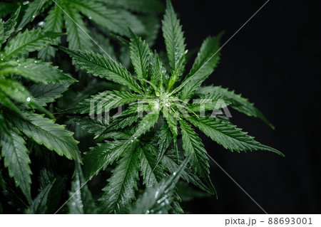 Cannabis plant on black background. Layout of fresh wet marijuana leaves, top view. 88693001