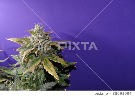 Hemp buds with green and yellow leaves, macro view. Ripen marijuana plant on violet background. Female cannabis bush 88693004