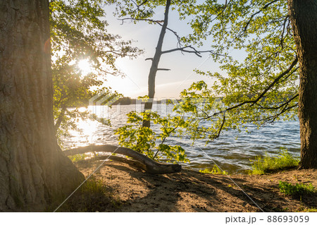 Beautiful sunset view between trees on Ukiel lake in Olsztyn, Poland. Beautiful sunset view between trees on Ukiel lake in Olsztyn, Poland. 88693059
