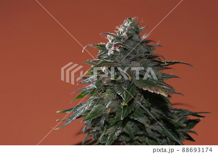 Hemp buds with green and yellow leaves, macro view. Ripen marijuana plant on ocher background. Female cannabis bush 88693174