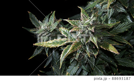 Hemp cones with green and yellow leaves, macro view. Ripen marijuana plant on black background. Female cannabis bush Hemp cones with green and yellow leaves, macro view. Ripen marijuana plant on black background. Female cannabis bush 88693187