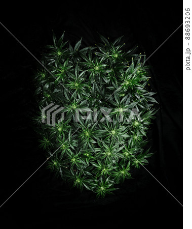 Cannabis plant on black background. Layout of fresh wet marijuana leaves, top view. 88693206