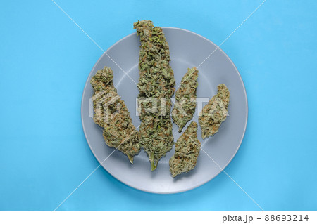 Micro-dosing concept. Cannabis drying flowers on a plate, blue layout. Marijuana blooms 88693214
