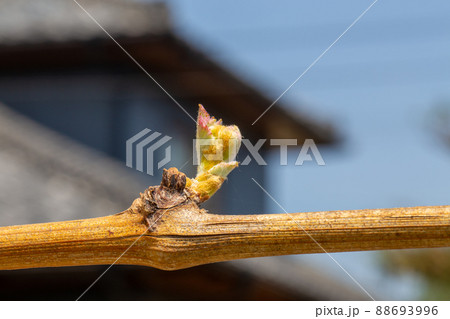 可愛らしいシャインマスカットの芽 可愛らしいシャインマスカットの芽 88693996