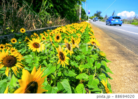 沖縄　宮古島　ひまわりドライブ 88694020