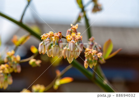 かわいらしいブルーベリーの花 かわいらしいブルーベリーの花 88694032