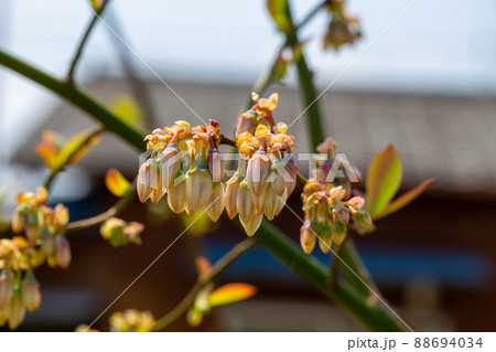 かわいらしいブルーベリーの花 かわいらしいブルーベリーの花 88694034